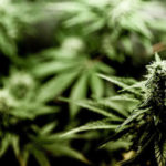 cannabis-progetto-freeweed-20-600x312