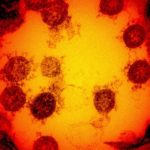 d41586-020-00502-w_18180192