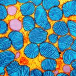 d41586-020-02054-5_18157714