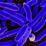 escherichia-coli-infezione-batteri