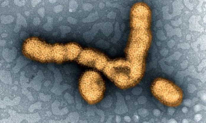 h1n1