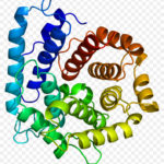 kisspng-complement-system-complement-component-3-protein-c-proteine-5b1806058bfea3.3334793915283010615734