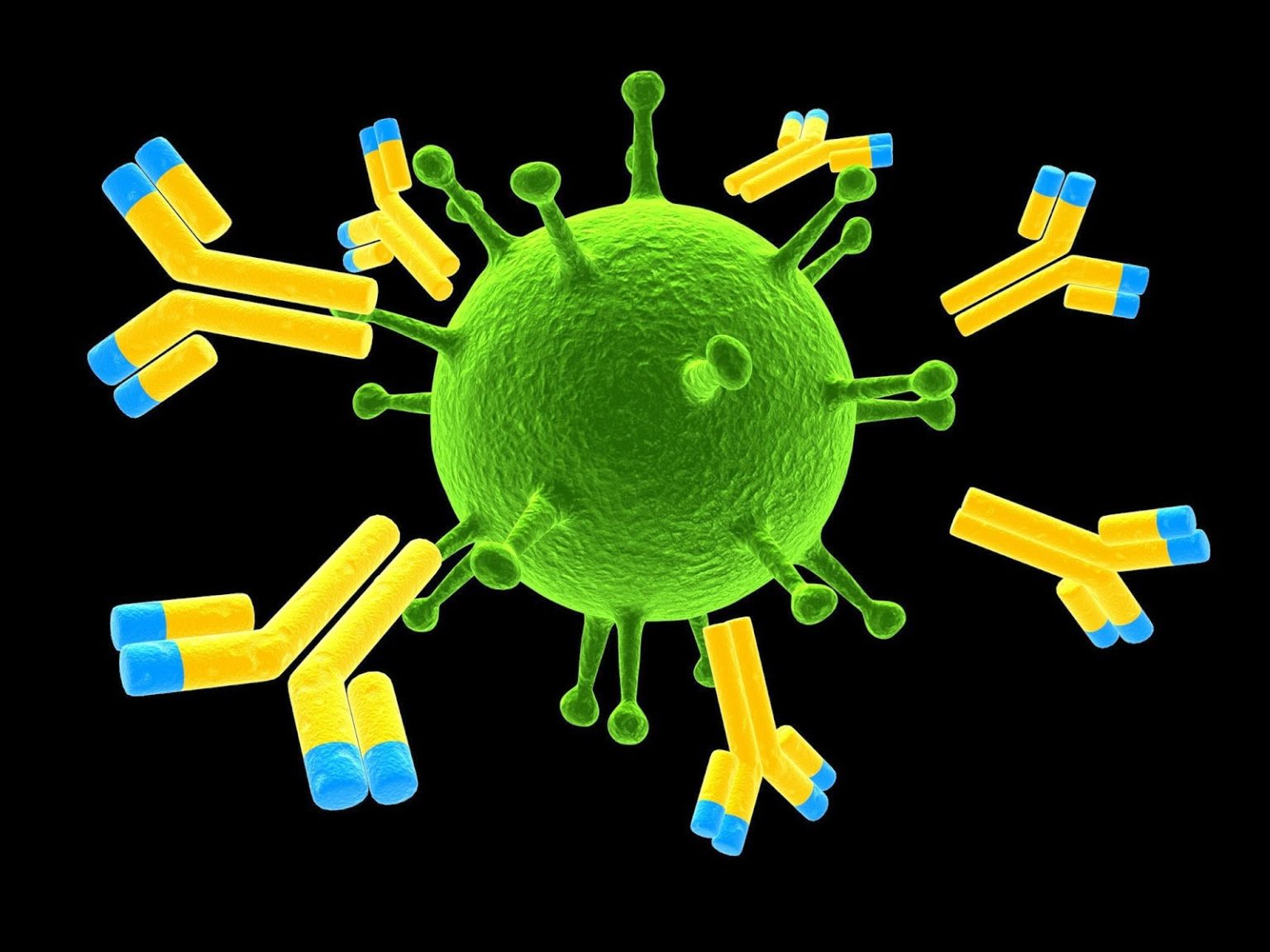 Cellule Immunitarie Che Mangiano Agenti Patogeni