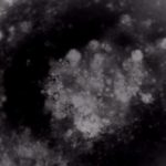 mini-cuore-cresciuto-in-laboratorio