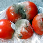 pomodori-avariati_dreamstime