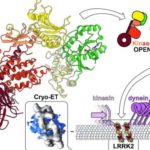 struttura-di-LRRK2-fino-al-livello-atomico