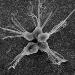 24VIRUS-EATERS-sub-superJumbo (1)