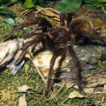 Pinkfoot Goliath Tarantula