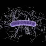 C-diff-germ