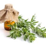 artemisia-mugwort-wormwood-and-sagebrush-isolated-447654835