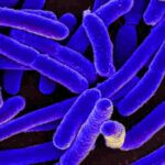 escherichia-coli-infezione-batteri (1)
