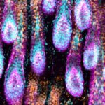 Follicoli-piliferi-in-crescita