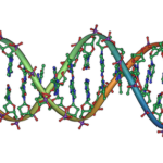 dna