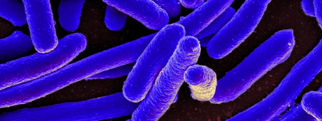 Cellule Immunitarie Che Mangiano Agenti Patogeni