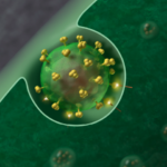 hiv1