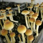 1596654708179-cp1890051