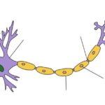 800px-neuron_hand-tuned.svg