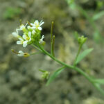 Arabidopsis_thaliana_2019-04-27_2241
