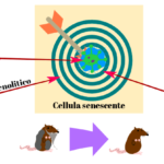 Immagine post su senolitici settembre 2018