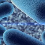 bacteria under microscope