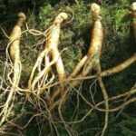 ginseng_foto_pixabay_75005800
