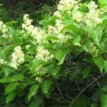 Erba-cinese-radica-il-cancro-in-40-giorni