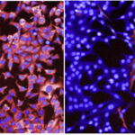 Gerosa_et_al_Cell_Systems_ERK_pulses_static_figure