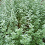1200px-Artemisia_absinthium_001
