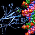 1tup_arginine_chimera