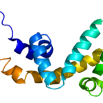 Protein_AXIN1_PDB_1dk8