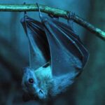 A bat hangs from a branch at the Troja Z