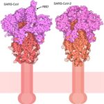 06-SARSCoV2_Spike-6crz_6vxx3