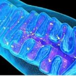 parkinosn-dna-mitocondriale-mitocondrio-parkinsontool-415x260-1