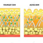 34100036-pelle-più-giovane-e-l-invecchiamento-della-pelle-elastina-e-collagene-un-diagramma-di-pelle-più-giovane-e