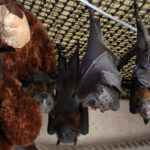 The Survivors: Saving Australian Wildlife Following Fires And Drought