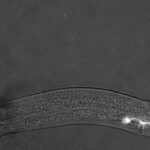 Glowing-Sensory-Cells-in-Worm-777x287