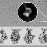 adn-muts-cnio-752x514