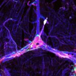 draining-brains-debris