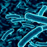 probiotic21