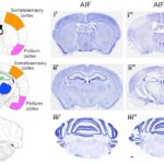 researchers-identify-p