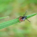 tick-brain-disease-neurosceinces