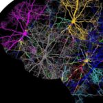 8-brain