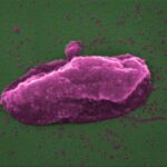 Bacteria-Popped-by-Antibiotic-777x525