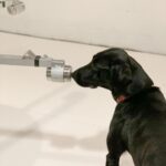Dogs-Can-Sniff-Out-COVID