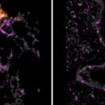 Hamster-Bronchioles-COVID-19-Nanobodies-777x236