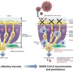 covid-19-discovery-of