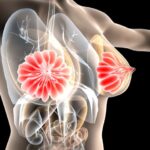 3D illustration of mammary gland, female breast anatomy
