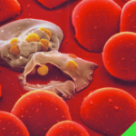 malaria-free