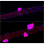 new-study-shows-how-to-1