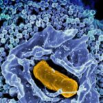 nih-scientists-find-th